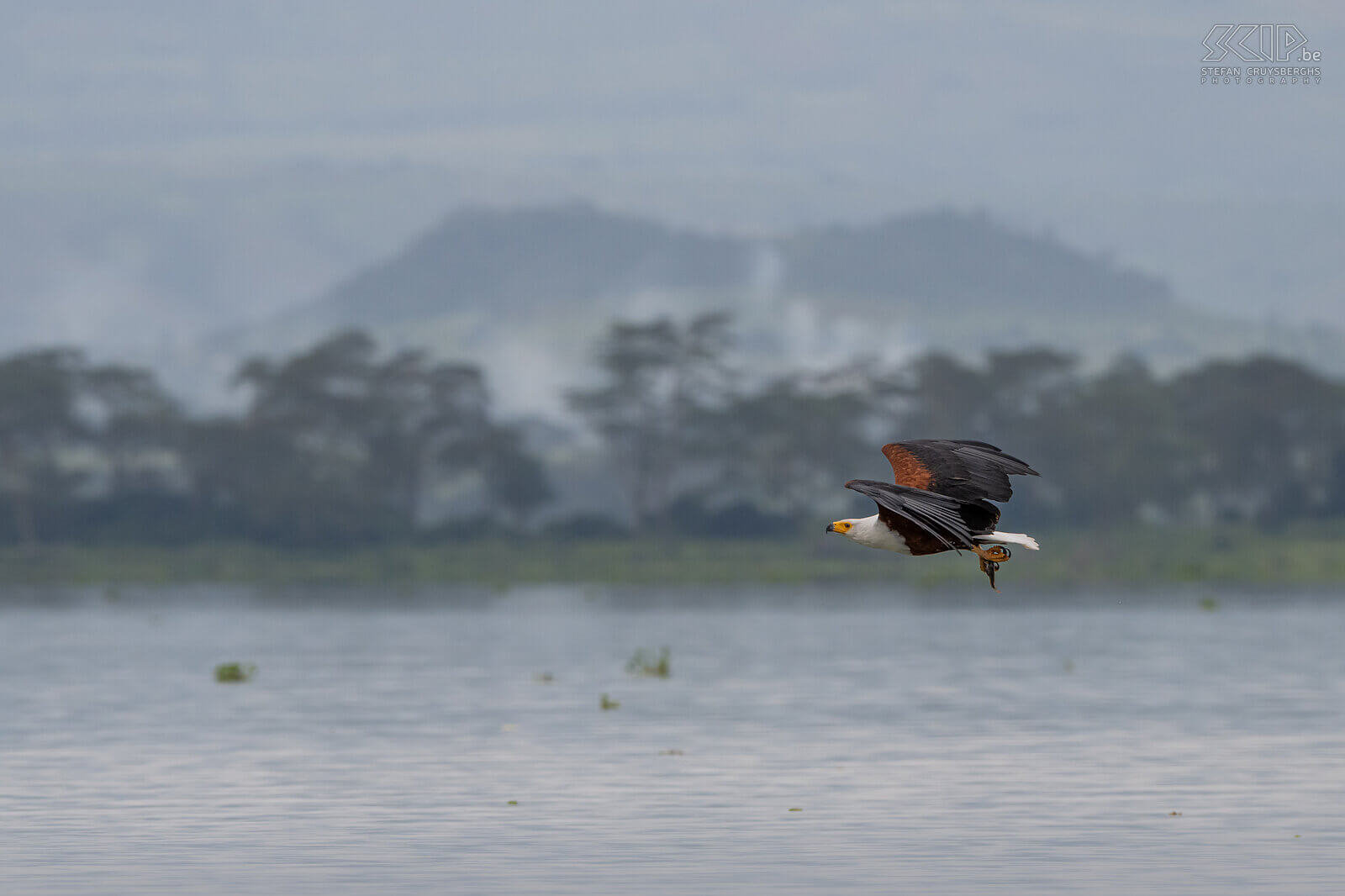 Lake Naivasha - African fish eagle Icthyophaga vocifer, in the past Haliaeetus vocifer Stefan Cruysberghs